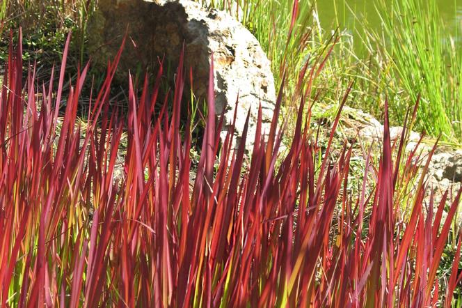 Imperata cylindryczna 'Red Baron'