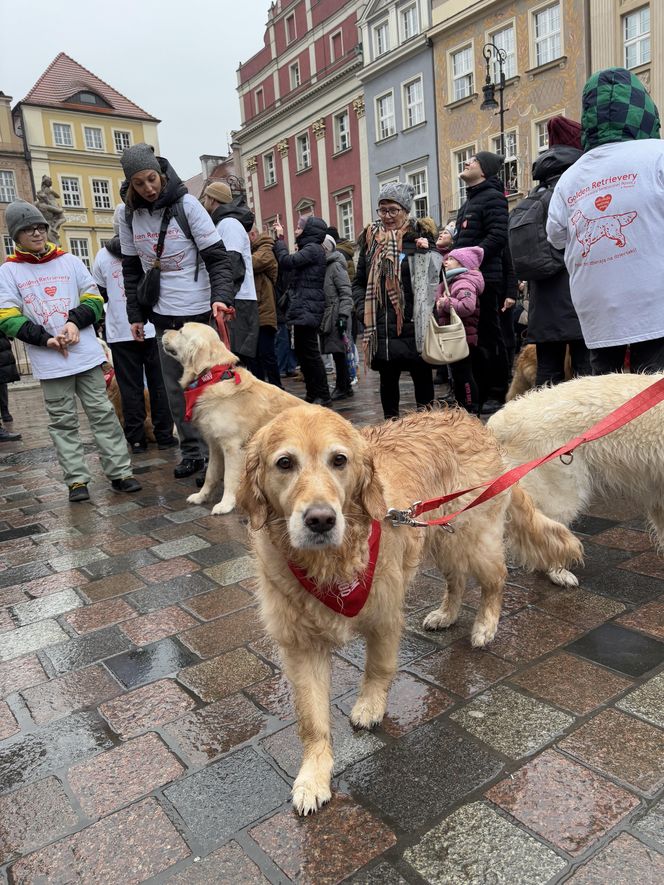 Golden Retriever WOŚP w Poznaniu