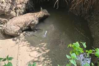 Cielak wpadł do głębokiego wykopu. Na pomoc ruszyli strażacy
