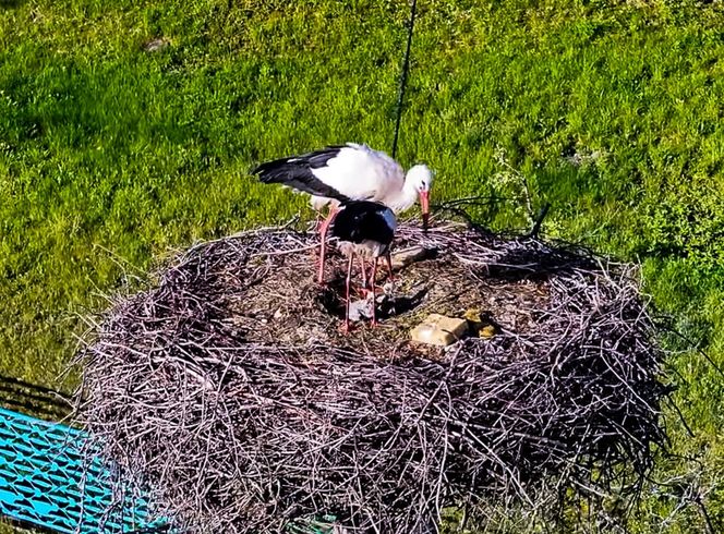 Bocian Krutek z Krutyni: od samotnika do samca alfa.