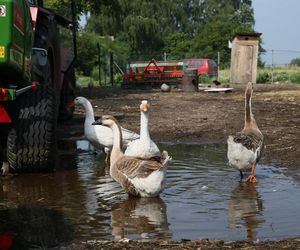 Rolnicy. Podlasie. Andrzej z Plutycz świętuje urodziny. Tak zmieniał się on i jego gospodarstwo