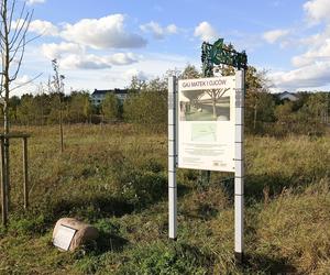 Gaj Matek i Ojców w Gdańsku zaniedbany. Miał być symboliczny park, są uschnięte drzewa i wysoka trawa