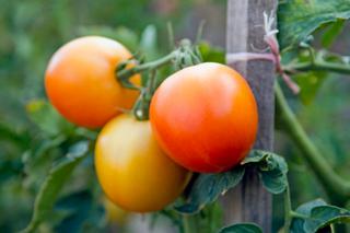 pomidory w ogrodzie