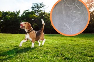 Ktoś rozrzucił w Kieźlinach mięso z gwoździami. Piesek mógł nie przeżyć