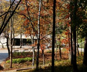 Park Miejski, Starachowice