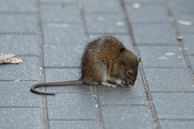 Paticia Kazadi w drodze do butiku na przymiarki spotkala szczura na swojej drodze