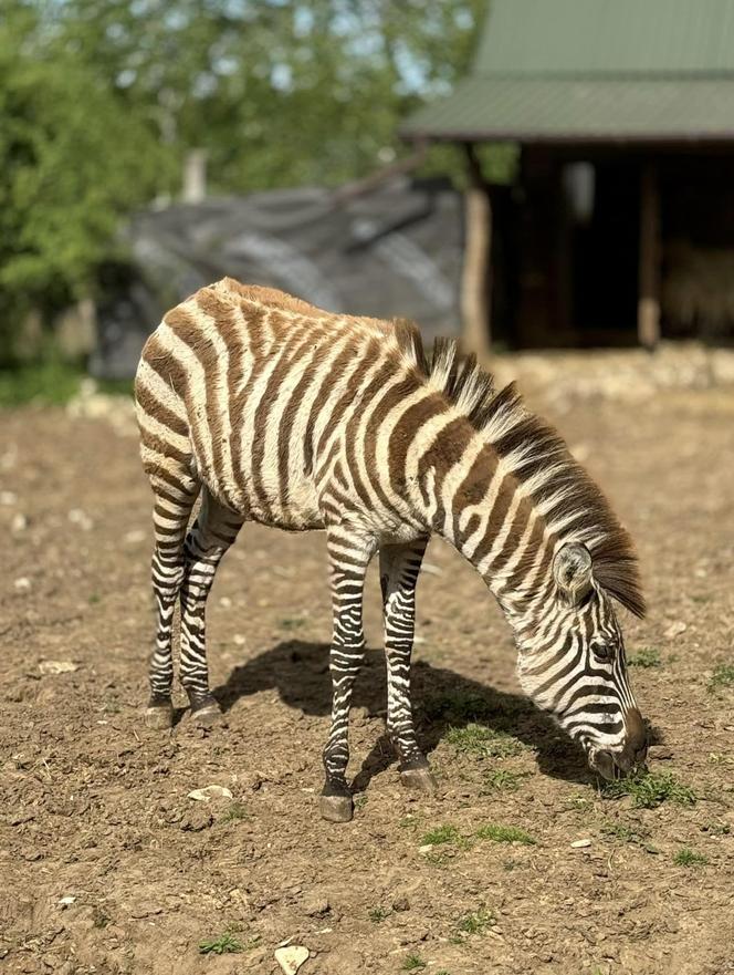 Szalone Małpki nagrywały teledysk w ZOO Leśne Zacisze pod Kielcami