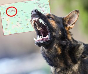 Straszna śmierć w Poddębicach. Psy zagryzły mężczyznę? Śledztwo prokuratury