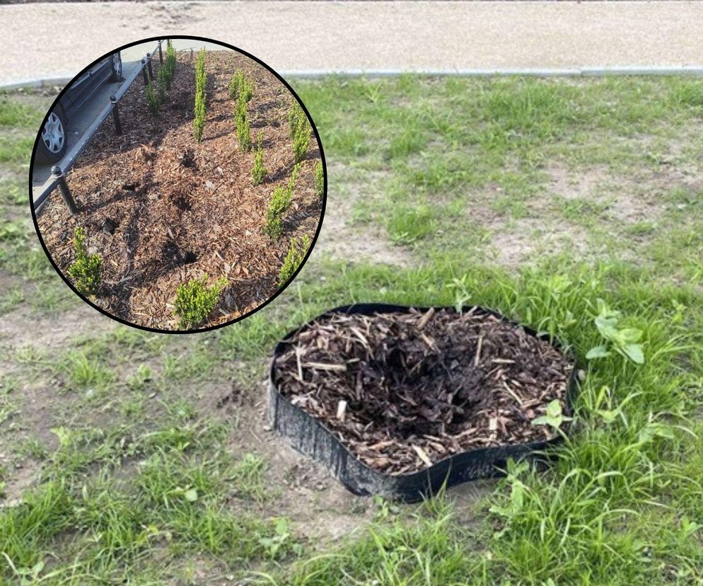 Ktoś kradnie rośliny z parku na Ursynowie. W każdym tygodniu znikają krzewy