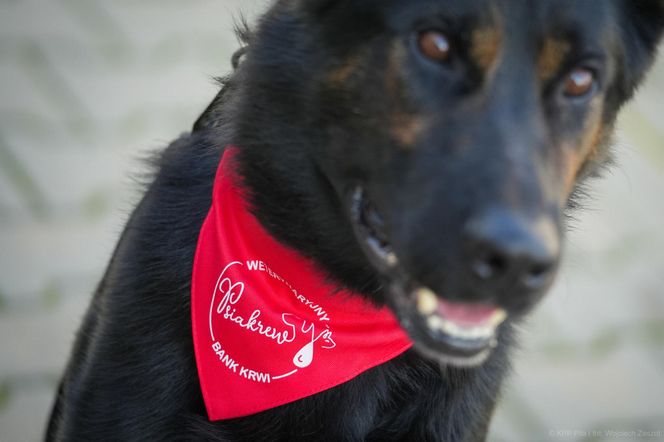 Pies honorowy krwiodawca