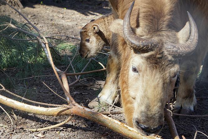 We wrocławskim zoo urodziła się samiczka takina złotego