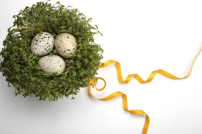 Rzeżucha na Wielkanoc