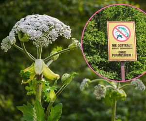 Kontakt z tą rośliną jest bolesny. Barszcz Sosnowskiego obrasta Podkarpacie 