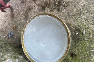 Skandaliczne warunki. Kot uwięziony na smyczy. „Jak przeżył zimę? nie wiemy” 