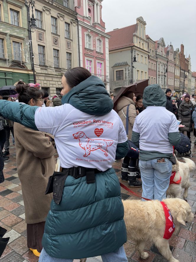 Golden Retriever WOŚP w Poznaniu