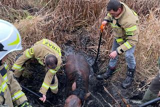 Strażacy uratowali konia tonącego w błocie