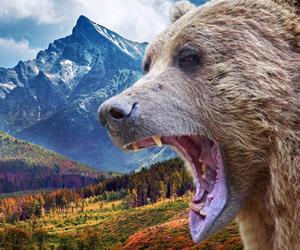 Kobieta zabita przez niedźwiedzia w Tatrach?! Zwierzę goniło 31-latkę i jej towarzysza