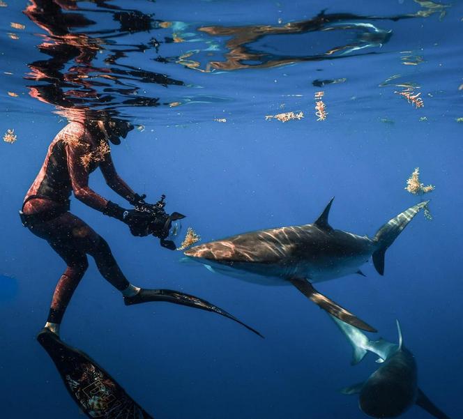 Odkrywa wdzięki i sekrety mórz. Najseksowniejsza pani naukowiec świata pływa z rekinami bada je i pozuje półgoła