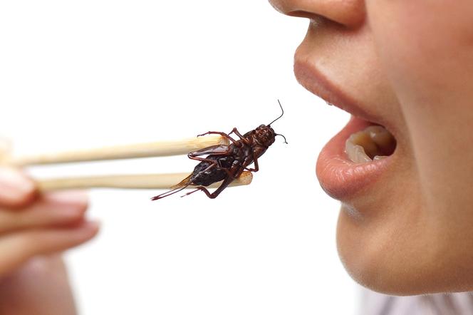 Jedzcie owady, będziecie szczupli