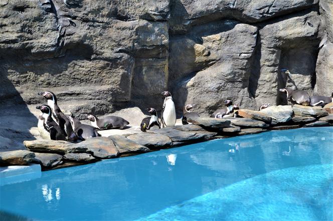 Chętni na spotkanie z pingwinami? Znów czekają na odwiedzających w śląskim zoo