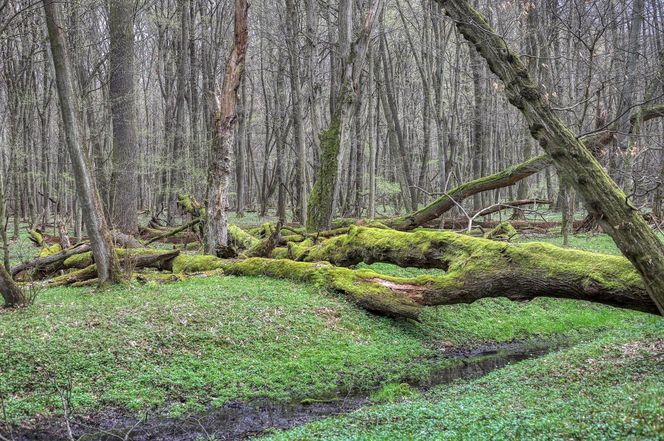 W tym małopolskim lesie polowali niegdyś królowie. Dziś hodują tam żubry 