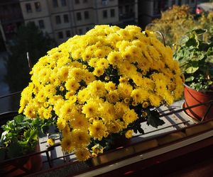 Balkon pod koniec lata