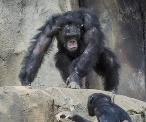 Turyści rzucili w małpę butelką w zoo! Zemsta była słodka. WIDEO