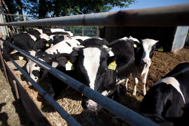 Nauczę prezesa jak obchodzić się z bykami