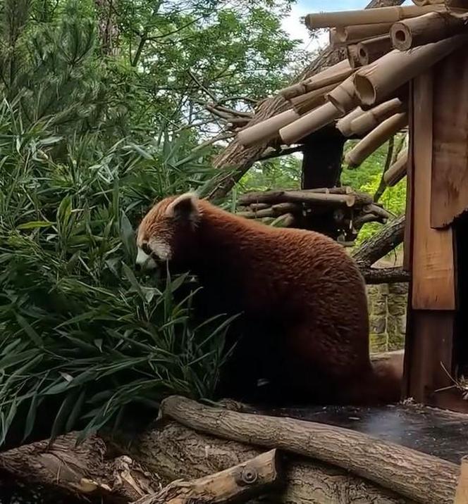 Samiec pandy rudej zamieszkał we wrocławskim zoo. Od razu wyskoczył na swój nowy wybieg [WIDEO]