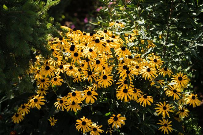 Rudbekia błyskotliwa