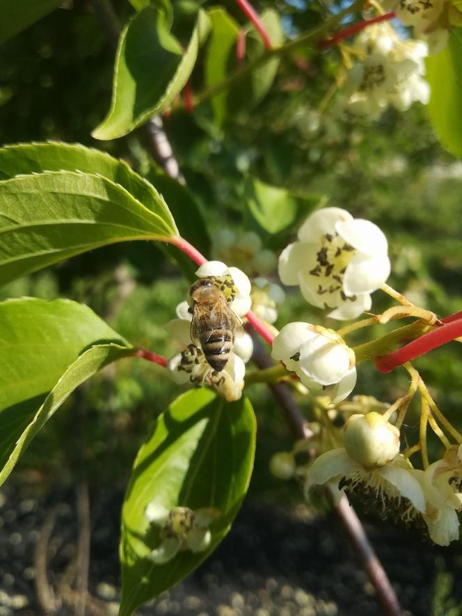 Wyjątkowe owoce rosną pod Bydgoszczą. Wiadomo już, że mini kiwi mają 20 składników odżywczych, a naukowcy nie skończyli liczyć