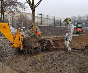 Nasadzenia przy ulicy Bożeny w Szczecinie