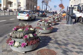 W mieście będzie jeszcze bardziej jesiennie. Ruszyła wymiana kwiatów