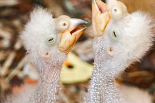 Baby boom w warszawskim ZOO! Są nieporadne, ślepe i całkowicie uzależnione od swoich rodziców