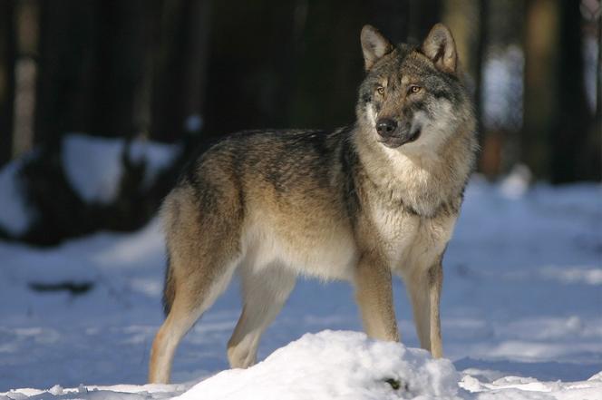 Naukowcy policzyli wilki żyjące w Świętokrzyskiem. Podali wyniki obserwacji