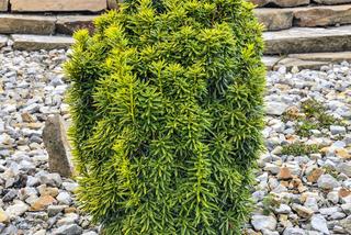 Cis japoński 'Dwarf Bright Gold'