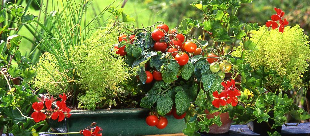 Jak uprawiać pomidory w donicach? 