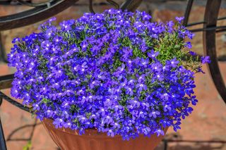 Lobelia 