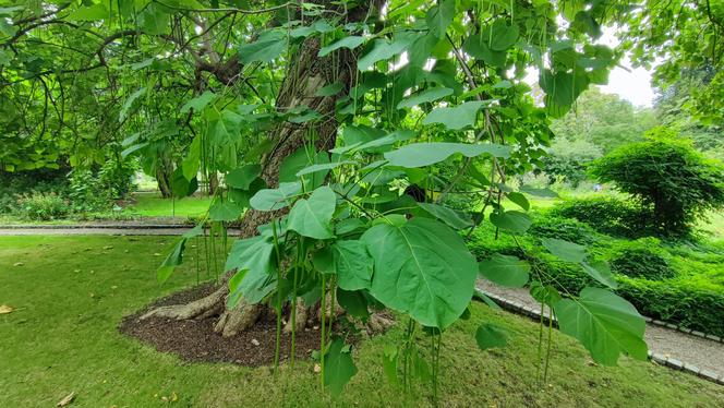 To jeden z najpiękniejszych ogrodów botanicznych w Polsce. Znajduje się na Dolnym Śląsku 