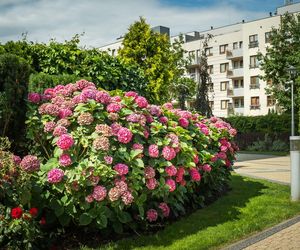 Finał 41. edycji konkursu „Warszawa w kwiatach” w kategorii Osiedla mieszkaniowe