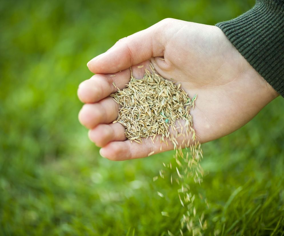 Czy można siać trawę w listopadzie? Odpowiada nasz ekspert