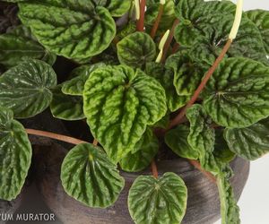 Peperomia