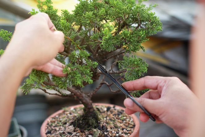 Bonsai 