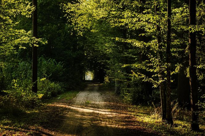 1. Puszcza Białowieska – królowa polskich lasów