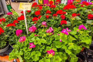 Ułamana łodyga pelargonii [Porada eksperta]