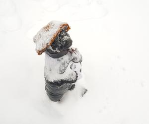 Figurki WidziMisie w zimowej odsłonie. Zobacz białostocką atrakcję [GALERIA]