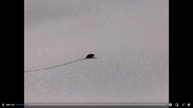 Maleńki ssak sprintem biegnie po śniegu. Ale zasuwa! Nagranie to hit w sieci! 