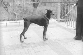 Te rasy psów królowały w PRL-u