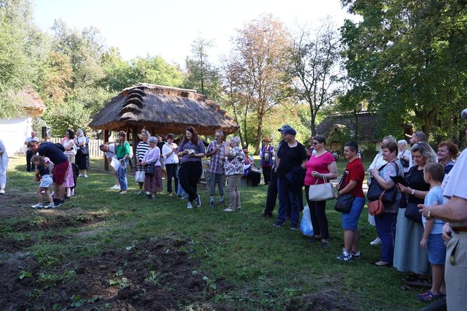 W skansenie w Lublinie pokazali, jak dawniej wyglądały wykopki kartoflane