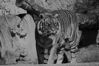Nie żyje tygrysica z warszawskiego zoo. Ratu była ulubienicą odwiedzających
